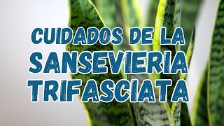 Cuidados de la Sansevieria trifasciata [upl. by Naitirb971]