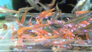 Notropis chromosus spawning part 1 [upl. by Muslim848]