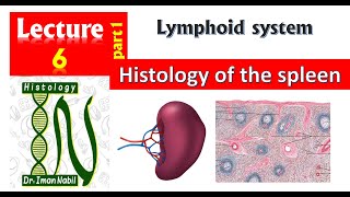 6a Histology of the spleen [upl. by Mireille]