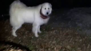 コップを持ち出したアラン！【グレートピレニーズ greatpyrenees】 [upl. by Annil299]