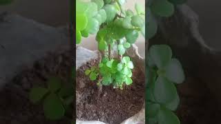 Z plant care tags gardening subscribe [upl. by Johppa]