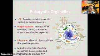 IB 12  Ultrastructure of Cells [upl. by Blancha]