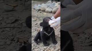 A male Asiatic black bear cub rescued in ArunachalPradesh  has been placed in the care of CBRC [upl. by Anaitit465]