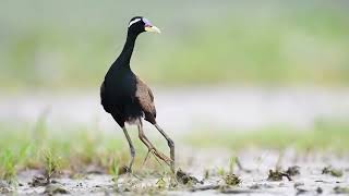 Bronzewing Jacana  Jacana  Bronzewing Jacana chicks  Jacana chicks hide under males wings [upl. by Elyak160]