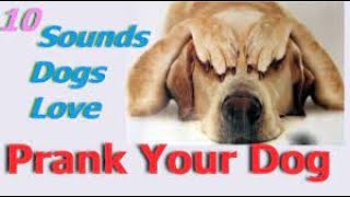 Sounds That Tilt Dogs Head  Sounds Dogs Love Most [upl. by Enaenaj]