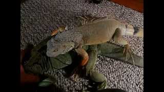 BREEDING GREEN IGUANAS [upl. by Auj]