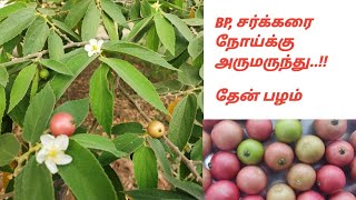 தேன் பழம்  Muntingia calabura சர்க்கரை பழத்தின் அற்புத மருத்துவப்பயன்கள் [upl. by Ococ]