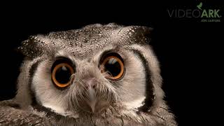 A southern whitefaced scops owl Ptilopsis granti at the Houston Zoo [upl. by Levins]