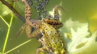 Frogs Fertilizing Eggs [upl. by Dahraf]