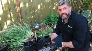 How to Maintain Dianella [upl. by Susanne750]