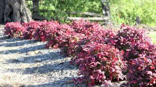 BLUSH™ Nandina is a low shrub with red new growth for most of the year  Ozbreed Hardy Exotic Range [upl. by Leena]