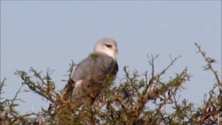 Blackshouldered Kite calling [upl. by Sturdivant137]