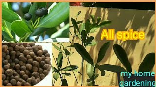 How to grow and care and use AllSpice plant [upl. by Kciregor]