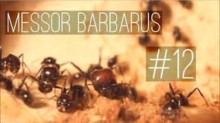 Messor barbarus  12  The Last Formicarium Expansion [upl. by Birmingham]