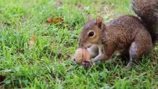 Gli Scoiattoli dei parchi di Nervi a Genova   Squirrels [upl. by Taub47]