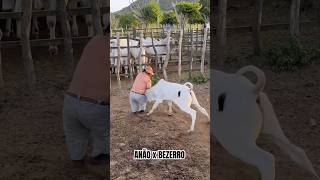 ANÃO VS BEZERRO 😱 [upl. by Pudendas]