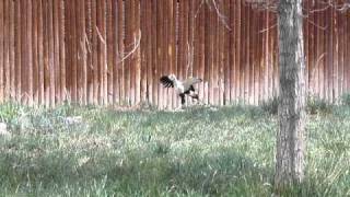 Secretary bird running [upl. by Nal849]