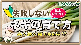 ネギの育て方｜長ネギ栽培方法（初心者でも安心ねぎの育て方）【カインズ野菜栽培】 [upl. by Torrie]