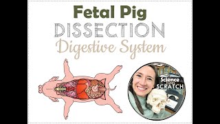 Fetal Pig Dissection 3  Digestive System [upl. by Yemrej]