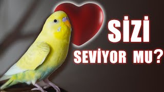 Muhabbet Kuşu Sizi Sevip Sevmediği Nasıl Anlaşılır [upl. by Jahncke765]