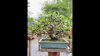 BAHAN BONSAI PIR ASIA ASIAN PEAR PIR NASHI JEPANG [upl. by Lecrad]