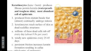 Integumentary Cells of Epidermis [upl. by Annekim]