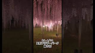 足利フラワーパーク藤の花ライトアップ [upl. by Huberman]