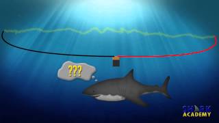 Electrosensory System  SHARK ACADEMY [upl. by Aydne]