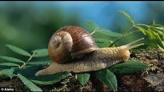 The Experts Guide to Finding Snails [upl. by Ahcsropal]