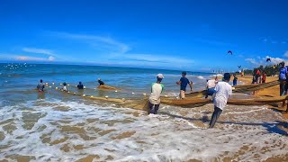 Amazing Commercial Net Fishing On Beach [upl. by Salmon]