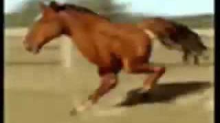 Retarded Running Horse [upl. by Timrek]