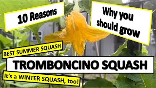 BEST SQUASH to GROW 10 Reasons to Grow Tromboncino Squash verticalgardening organicgardening [upl. by Anselmi]