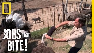 Wrestling an Ostrich  Jobs That Bite [upl. by Atnoid]