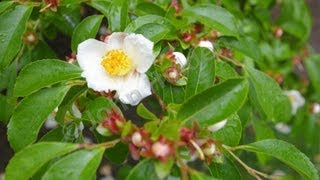 Stewartia Serrata  Sawtooth Stewartia  June Flowering Small Tree [upl. by Olmstead357]