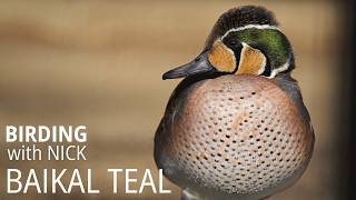 Breathtaking Baikal Teal Flock in South Korea [upl. by Odyssey]