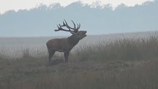 REPOST Bronst in de mist  Rutting time in the mist [upl. by Dunson]