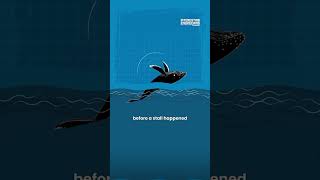 What Do Whales and Wind Turbines Have In Common [upl. by Festa]