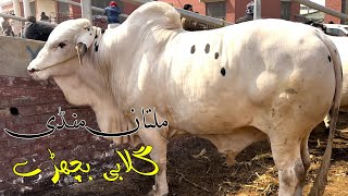 Multan Mandi Heavy Gulabi Bachry SSTvs [upl. by Romonda]