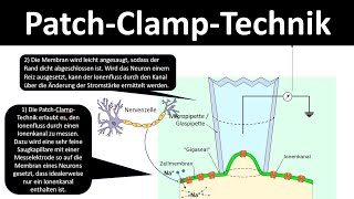 Patch ClampTechnik  Methode Biologie Neurobiologie Oberstufe [upl. by Amliv]