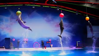 Best of the Dubai Dolphin Show [upl. by Urdna]