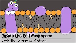 Inside the Cell Membrane [upl. by Yajet743]