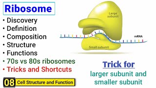 Ribosome structure and function  Complete concept with Tricks  J Biology [upl. by Esoryram]