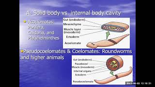 Lecture Higher Invertebrates [upl. by Ahsirtal]