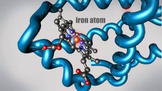 What is a Protein Learn about the 3D shape and function of macromolecules [upl. by Northey]