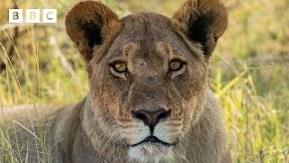 Lionesses fearlessly protect their cubs from intruders  BBC [upl. by Onaivlis575]