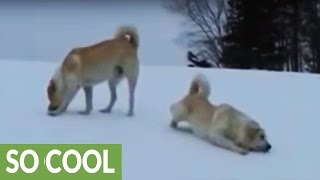 Livestock guard dogs go from play to work in seconds [upl. by Odiug353]