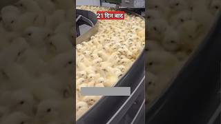 चिकन हैचरी क्या होती है  What is chicken hatchery [upl. by Ajiak]