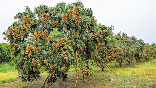 Growing and Harvesting Longan Thousands of Tons in My Village to Sell  Agriculture Technology [upl. by Den]