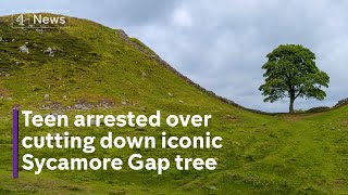 UK’s iconic Sycamore Gap tree cut down by ‘vandals’ [upl. by Fillian631]