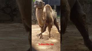 Camelus camel otuwa Mongolian animals video [upl. by Anitnauq]